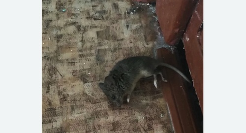 Дезинфекция от мышей в Льялово