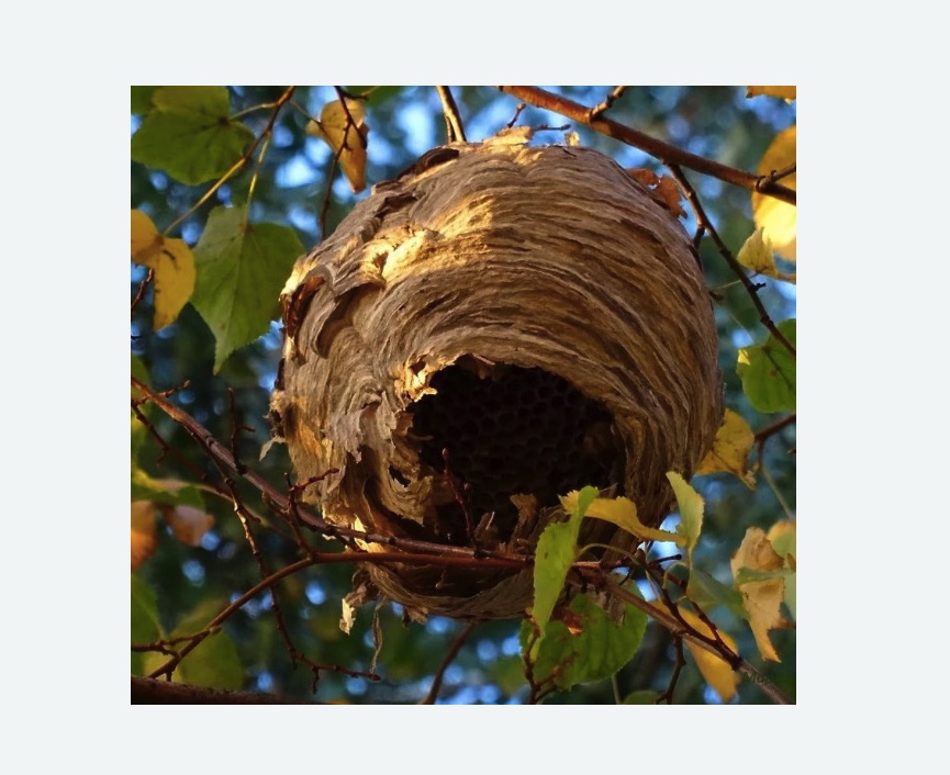 Обработка от шершней в Льялово