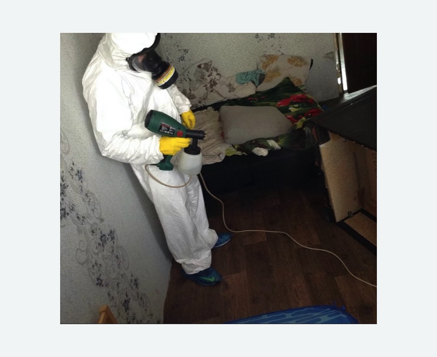 Обработка от насекомых в Льялово Обработка квартиры от насекомых
