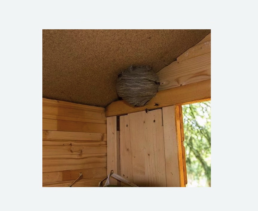 Обработка от ос в Льялово Обработка от ос