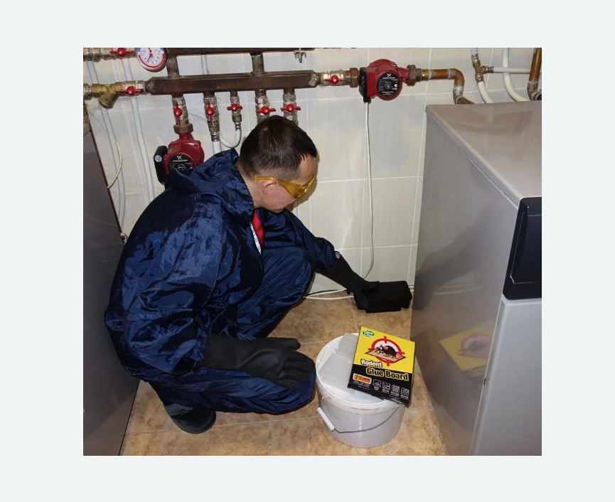 Уничтожение крыс Уничтожение крыс в Льялово